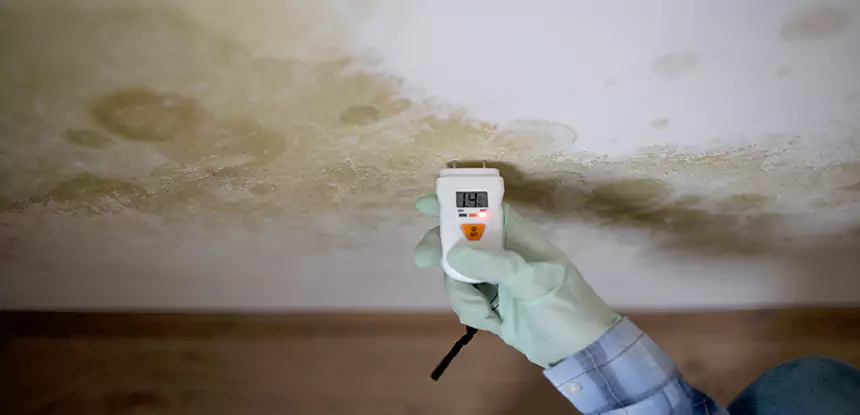Emergency Mold Remediation in Haralson