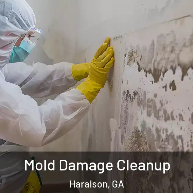  Mold Damage Cleanup Haralson, GA