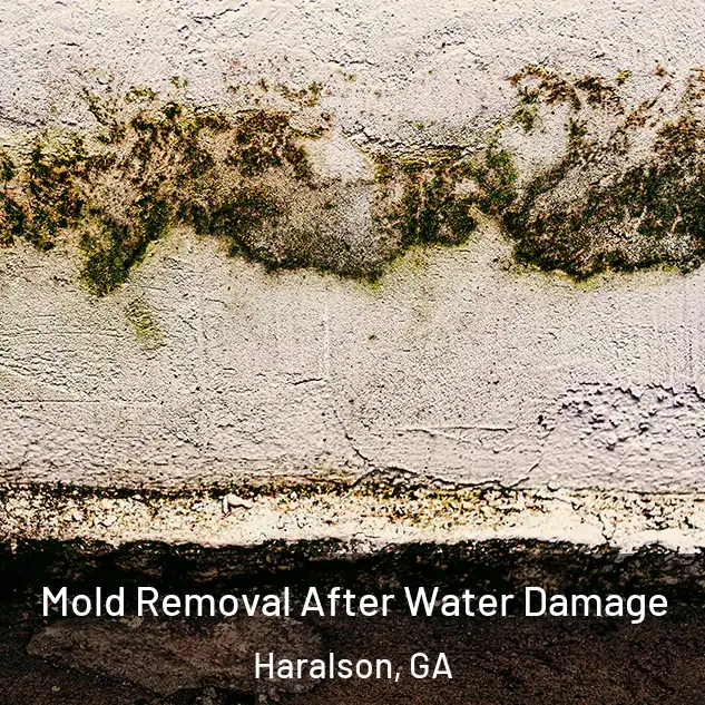  Mold Removal After Water Damage Haralson, GA